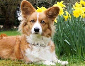 Вельш-корги у цветов