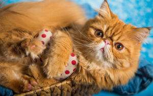 Персидский кот