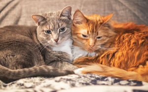 Серый и рыжий кот