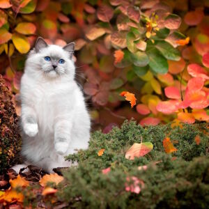 Сиамец и листья