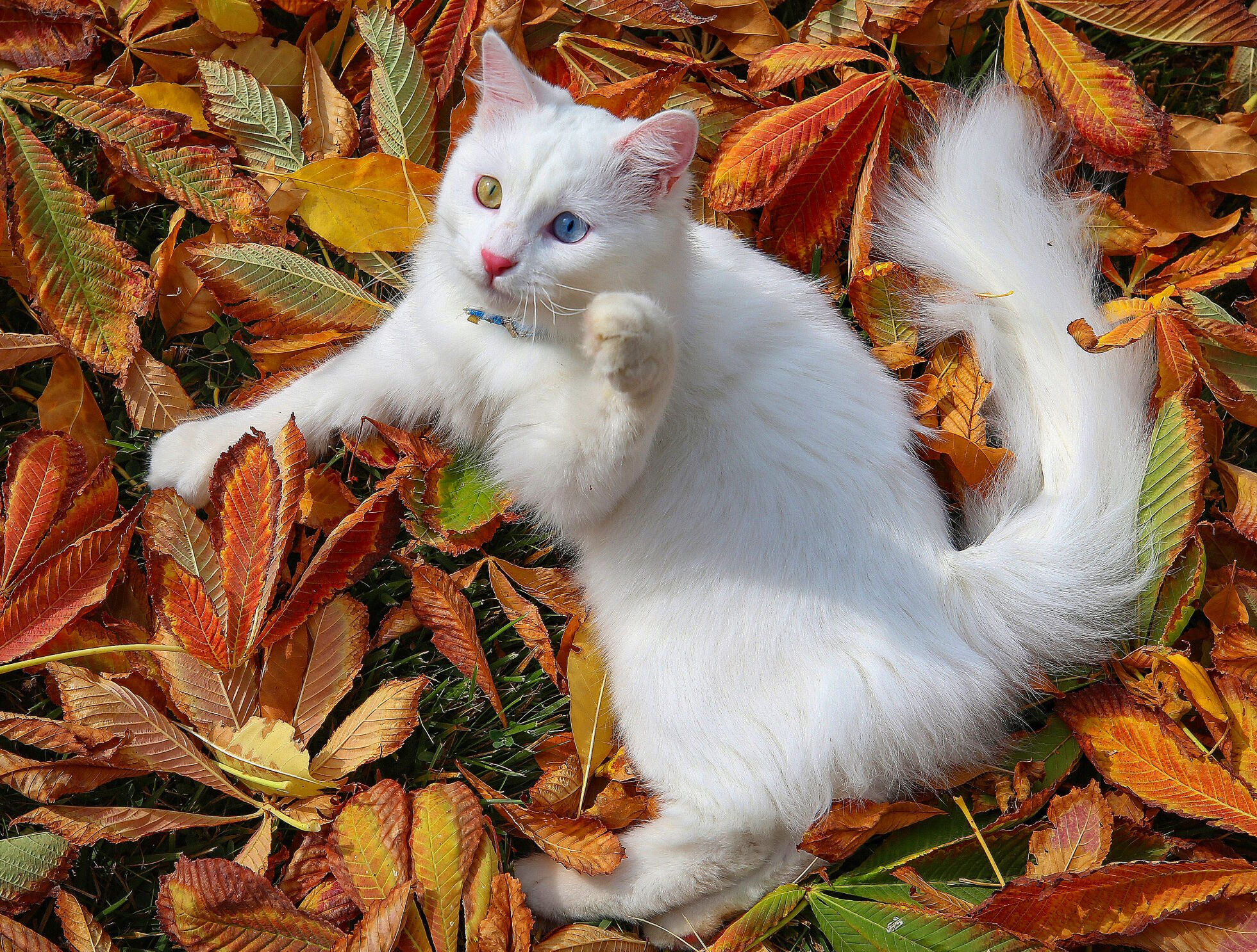 Кошка в листьях