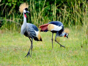 Венценосные журавли