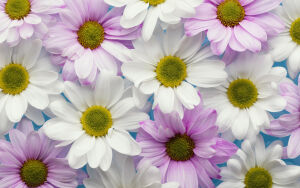 Белые и сиреневые ромашки