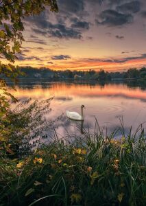 Белый гость