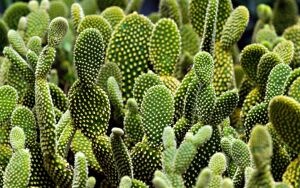 Опунция мелковолосистая