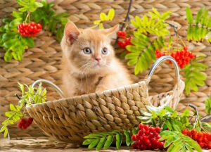 Котенок и рябина