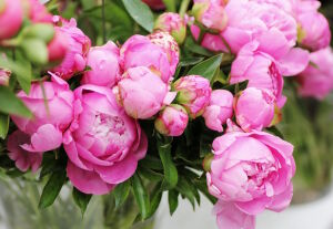 Пионы розовые