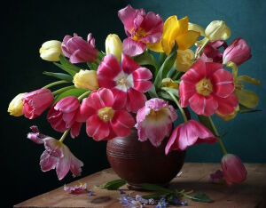Тюльпаны в горшке
