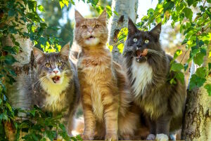 Суровые коты