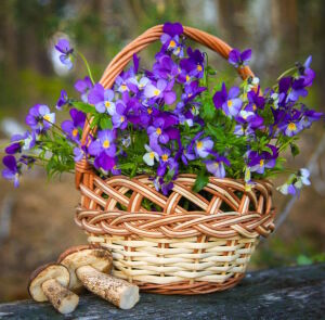 Фиалка и грибы