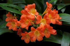 Кливия киноварная