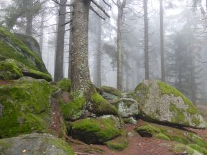 Лес, туман, камни, мох