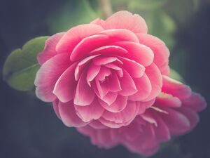 Камелия