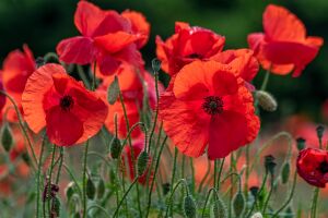 Маки вблизи