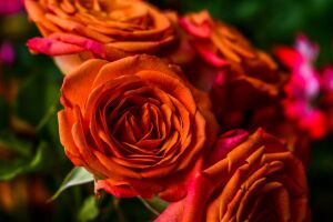 Красные бутоны роз