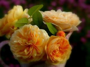 Желтые розы, макро