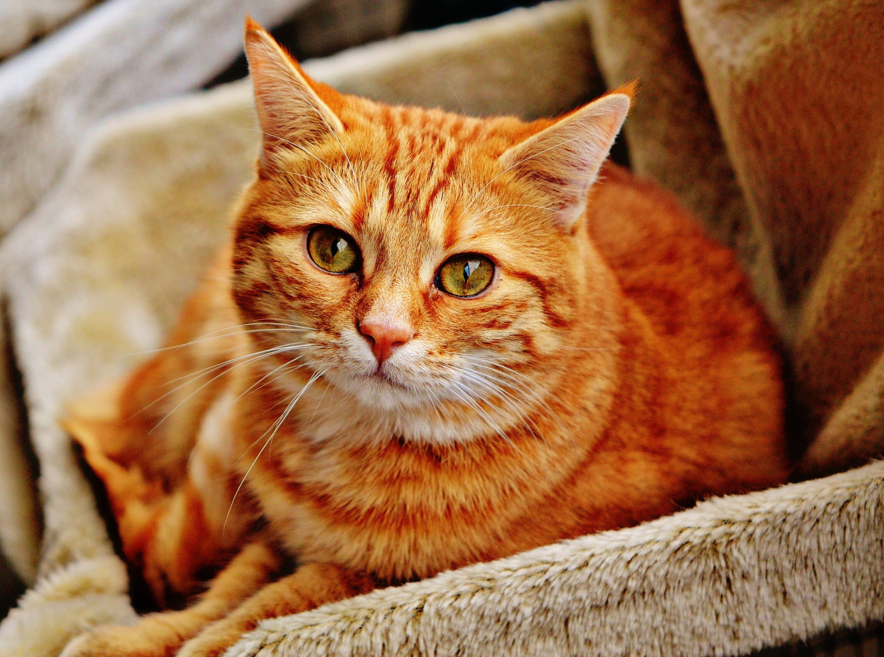 Рыжий домашний кот