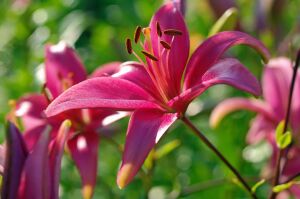 Лилия однобратственная