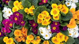 Примула акаулис микс