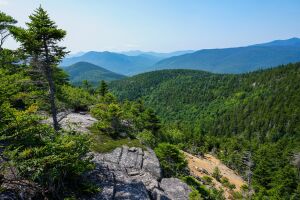 Бескрайние леса на горах