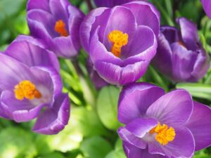 Крокусы фиолетовые
