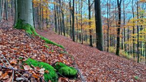 Осень в лесу, мох