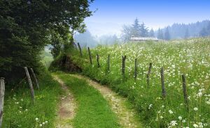 Сельская дорога, одуванчики, деревня