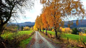 Дорога, осень, желтые деревья