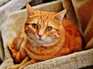 Рыжий домашний кот