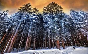 Лес в снегу на закате