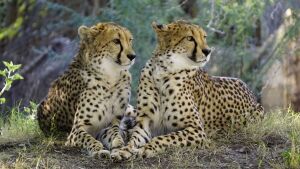 Гепарды в саванне