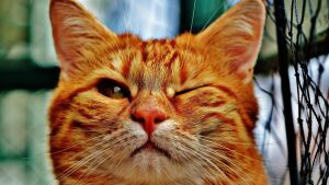 Кошка с полузакрытыми глазами