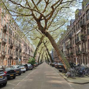 Городская улица под сенью цветущего дерева