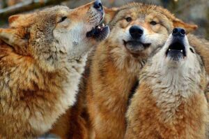 Несколько рыжих волков с густой шерстью