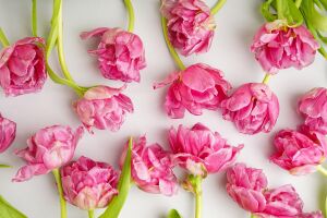 Розовые пионовидные тюльпаны Columbus с зелеными стеблями