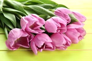 Тюльпаны на желтом фоне