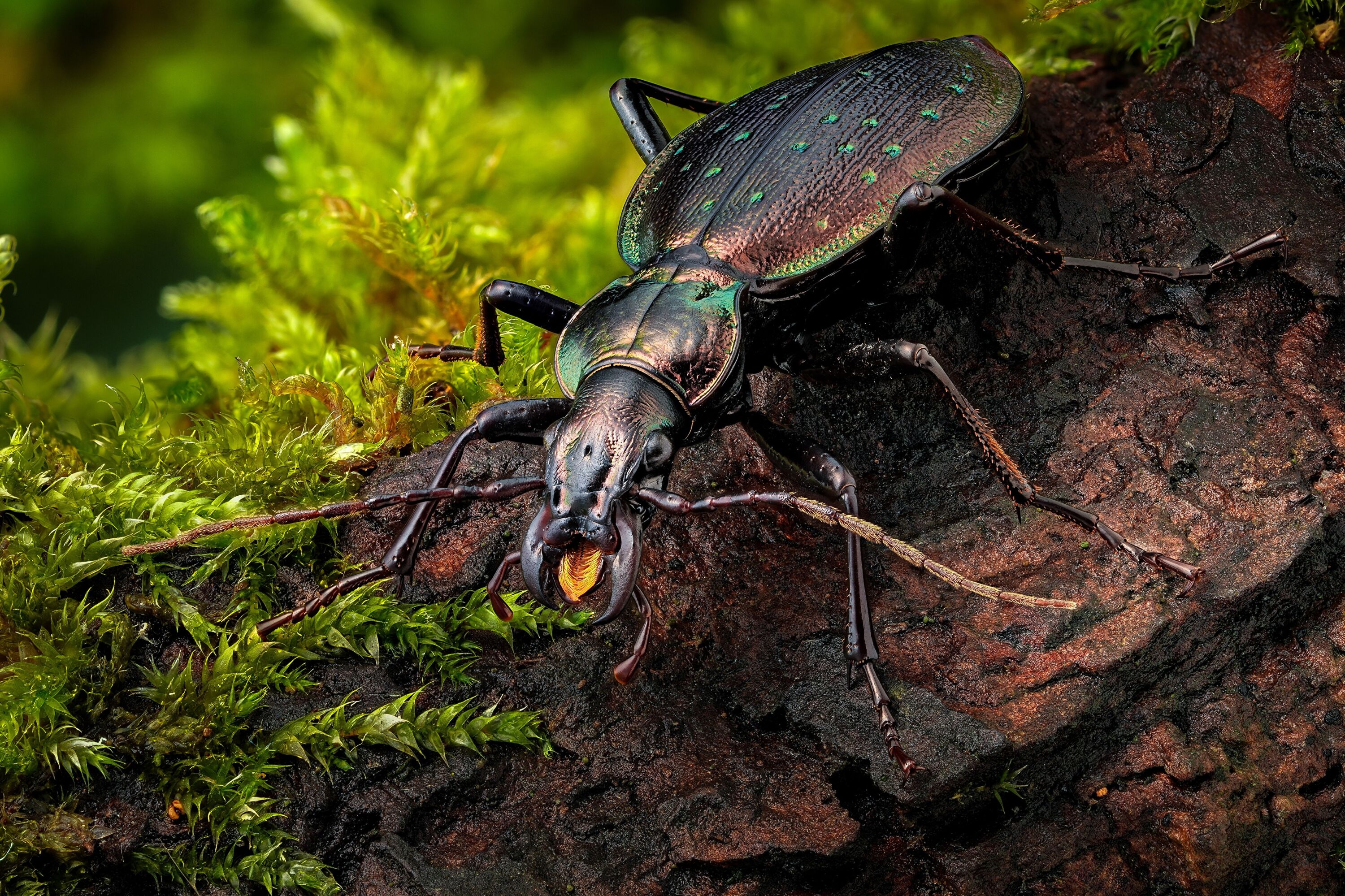 Жук из рода жужелиц, кавказский подвид Carabus (Procerus) scabrosus