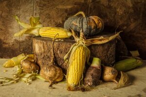 Изумрудный кочан кукурузы, румяная тыква, крепкий корень, ароматный лук – дары земли, воплощенные в осеннем пейзаже