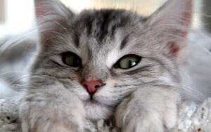 Игривый взгляд котенка, мягкий белый мех, ощущение нежности и очарования