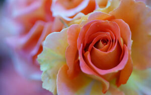 Растаявшая роза, сотканная из нежности и золотистых лучей