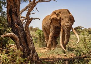 Саванный слон