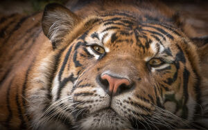 Спокойное очарование дикой природы, запечатленное в деталях морды хищника