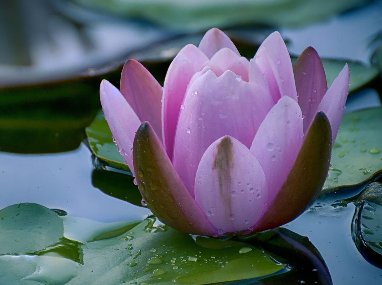 Нежная лиловая лилия