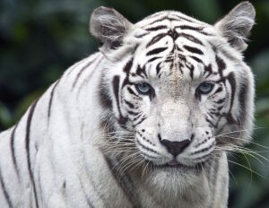 Белый красавец