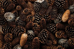 Еловые шишки