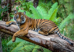 Суматранский тигр на дереве