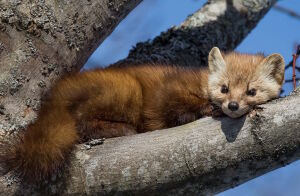 Лесная куница