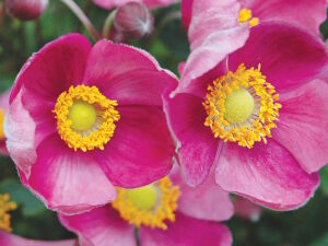 Ветреница хубэйская