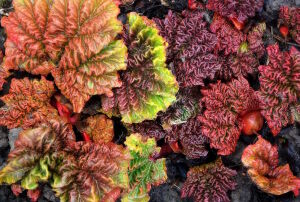 Ранний ревень