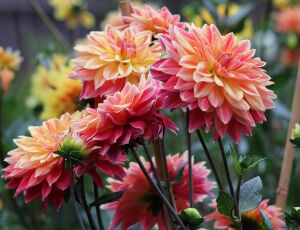 Георгины светлые